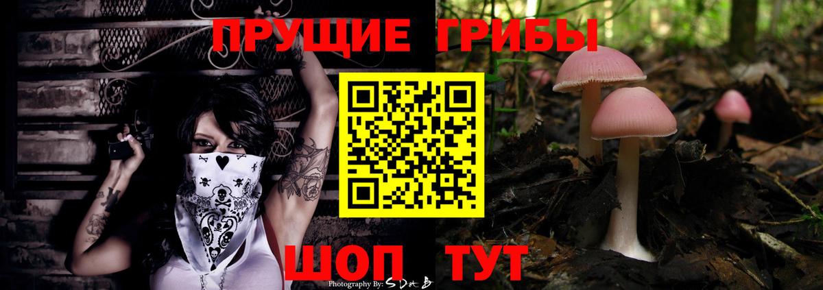 Псилоцибиновые грибы Psilocybine cubensis Вязники